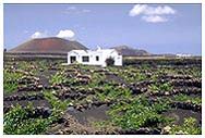  La Geria: tipica casa rurale