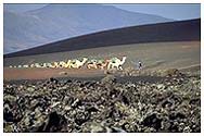 fila di dromedari alle falde del Timanfaya
