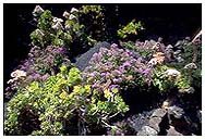 fiori fra le rocce