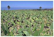 campo di cactus, usato per la coltivazione delle coccinelle