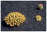 Guatiza: Jardin de Cactus