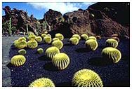 Guatiza: Jardin de Cactus