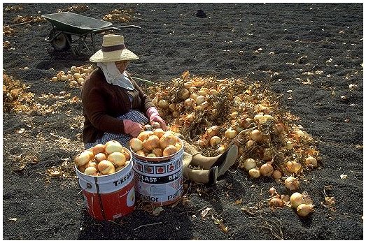 la raccolta delle cipolle