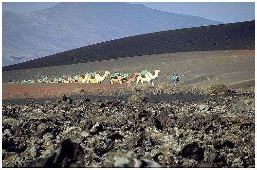 fila di dromedari alle falde del Timanfaya