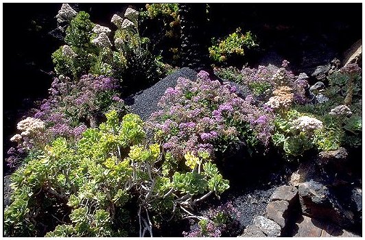 fiori fra le rocce