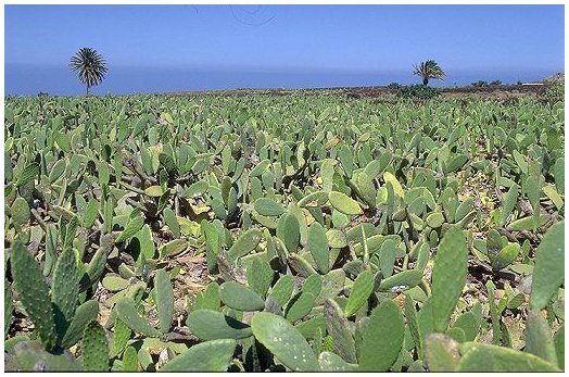 campo di cactus, usato per la coltivazione delle coccinelle