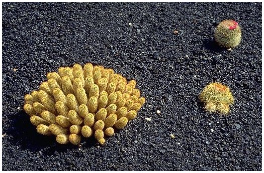 Guatiza: Jardin de Cactus