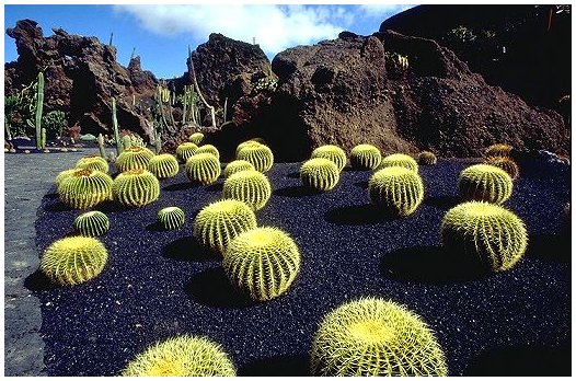 Guatiza: Jardin de Cactus