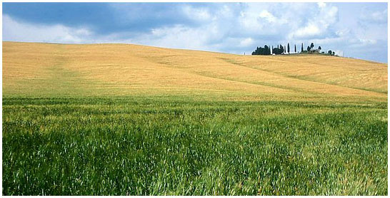 nei pressi di Bagno Vignoni