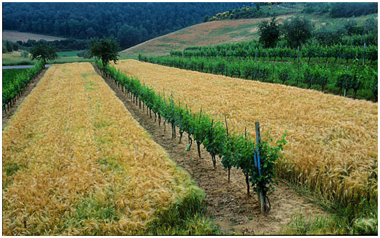 verso Pienza