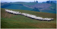 Crete Senesi
