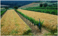verso Pienza